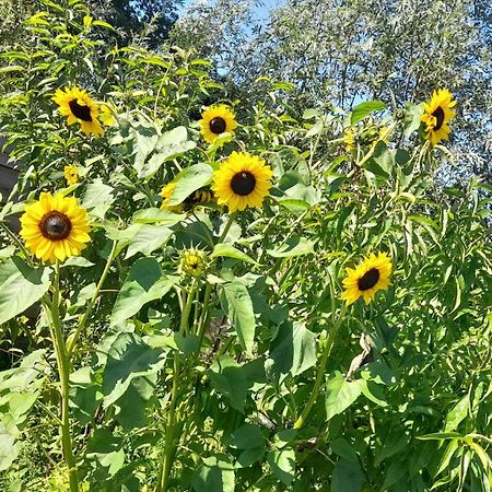 De Huifkar, Trekkershut Bij Sneek Hotel Hommerts Екстериор снимка